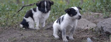 Chernóbil está llena de perros radioactivos. No tiene nada que ver con el accidente nuclear, según un estudio