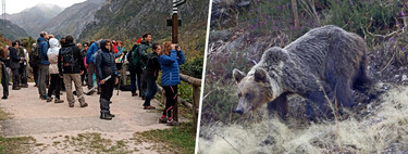 Durante décadas el oso fue aniquilado en España. En Asturias se ha convertido en un enorme gancho turístico