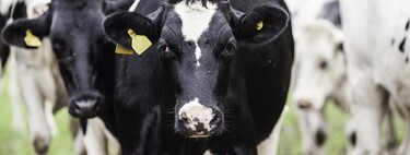 Las bacterias del estómago de las vacas, candidatas a ser la fuente de una enzima valioso en la carrera del reciclado de plásticos PET, según una investigación