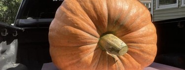 Un ruso acaba de conseguir una calabaza gigante de 969 kilos. No es ni de lejos la más grande que hemos conseguido cultivar
