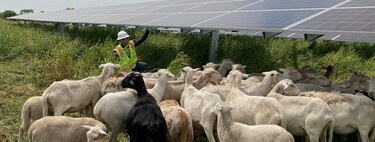 Texas instaló millones de paneles solares en un terreno rural. Para mantenerlo han tenido que contratar a 3.000 ovejas