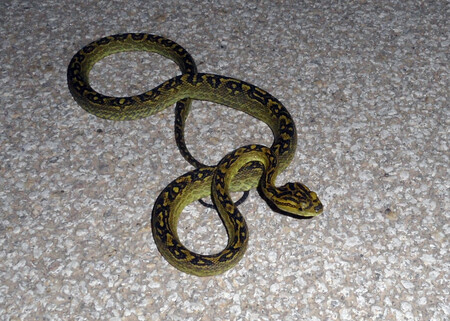 Un ejemplar de Trimeresurus flavoviridis