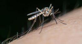 La fiebre del Nilo se cobra la primera víctima mortal en Extremadura