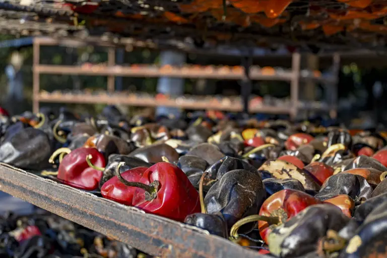 Chile chilhuacle: Origen y tradición del chile más caro de México