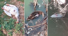 El Gobierno confirma dos brotes de gripe aviar en Sevilla y otro en Huelva