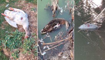 El Gobierno confirma dos brotes de gripe aviar en Sevilla y otro en Huelva