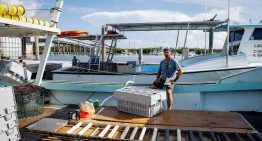 Redadas en el mar y aranceles para dejar los barcos langosteros de los Cayos de Florida sin tripulación y al borde del colapso