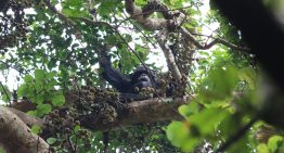 Los chimpancés toman el alcohol equivalente a dos o tres cañas de cerveza al día