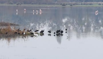 Andalucía activa el protocolo para prevenir contagios en Doñana tras la aparición de un tercer foco de gripe aviar