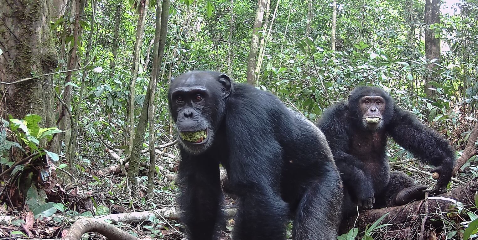 Los investigadores analizaron más de 500 muestras de frutos de 20 especies vegetales en las selvas de Uganda y Costa de Marfil.