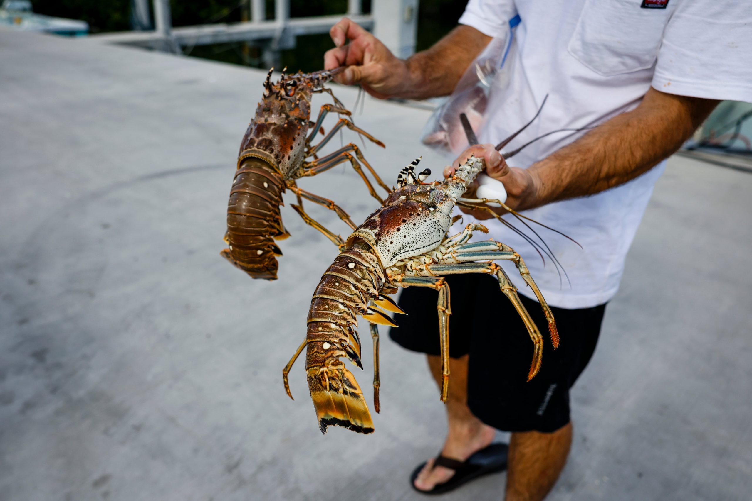 Un pescador sostiene dos langostas vivas en una marina en Marathon, Florida.