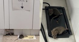 Detectan la presencia de ratas en el CAP de Santa Coloma de Farners (Girona)