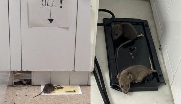 Detectan la presencia de ratas en el CAP de Santa Coloma de Farners (Girona)