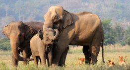 ¿Por qué entre los mamíferos las hembras viven más y entre las aves los más longevos son los machos?