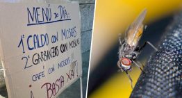 Un pueblo de Galicia ha salido a la calle por un problema peculiar: una plaga de moscas que nadie consigue frenar