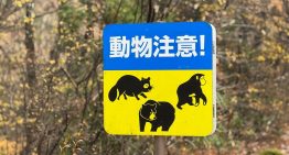 Japón está tan desesperada por sus osos que permitirá a los cazadores abatirlos en ciudades. Problema: se queda sin cazadores