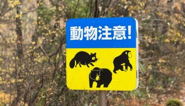 Japón está tan desesperada por sus osos que permitirá a los cazadores abatirlos en ciudades. Problema: se queda sin cazadores