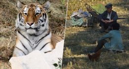 Los norcoreanos tienen hambre, así que se han puesto a cazar tigres. Es sólo la punta del iceberg