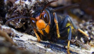 Hemos llenado Europa de trampas para combatir la terrible avispa asiática. Ha sido mala idea