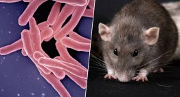 Ratas gigantes contra la tuberculosis: la 'tecnología' animal que está superando a los laboratorios