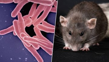 Ratas gigantes contra la tuberculosis: la 'tecnología' animal que está superando a los laboratorios