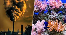 El primer dominó climático ha caído: así es la «zona de peligro» en la que entramos tras la muerte masiva de los corales