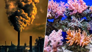 El primer dominó climático ha caído: así es la «zona de peligro» en la que entramos tras la muerte masiva de los corales