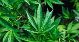 Donde tú ves un par de chavales fumando porros, esta gente ve ciencia: y eso nos está ayudando a entender el ADN