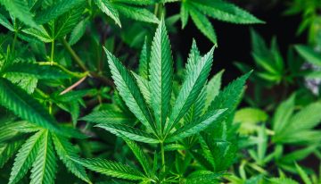 Donde tú ves un par de chavales fumando porros, esta gente ve ciencia: y eso nos está ayudando a entender el ADN
