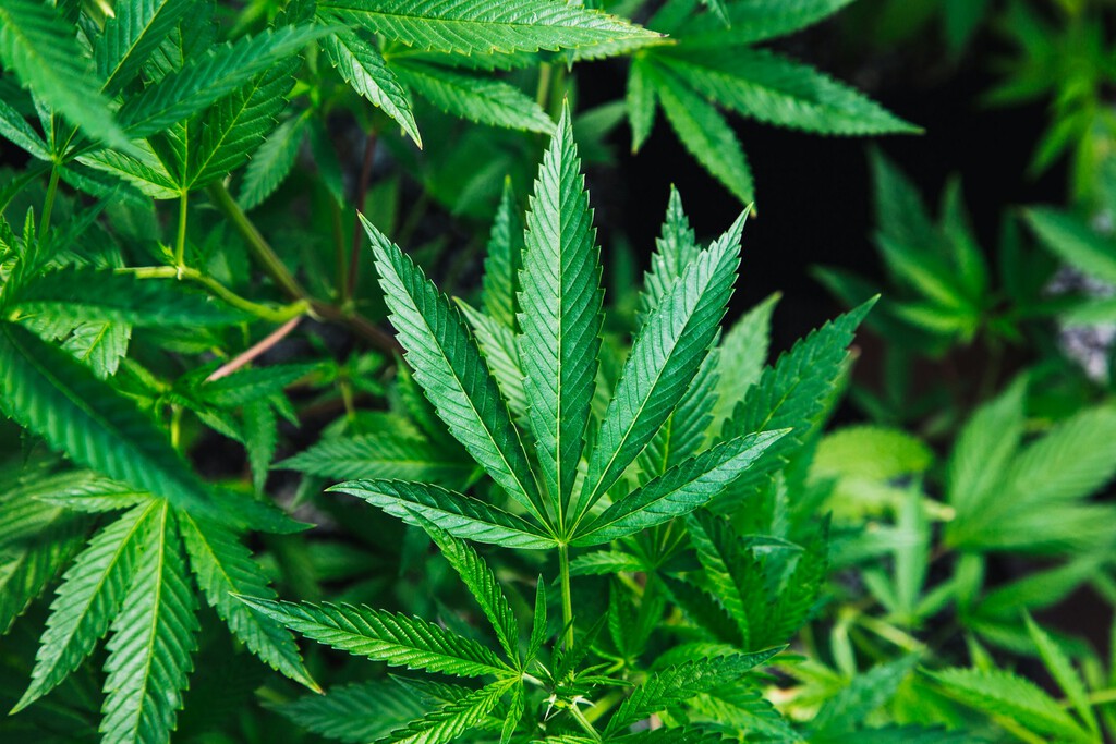Donde tú ves un par de chavales fumando porros, esta gente ve ciencia: y eso nos está ayudando a entender el ADN 