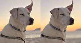 Acabo de descubrir que el iPhone puede convertir en retratos fotos que no lo son. Así se hace