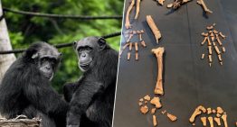 Un tobillo de 4,4 millones de años ha puesto patas arriba la historia del bipedalismo y todo lo que sabíamos de nuestros antepasados