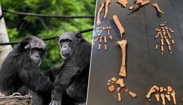 Un tobillo de 4,4 millones de años ha puesto patas arriba la historia del bipedalismo y todo lo que sabíamos de nuestros antepasados