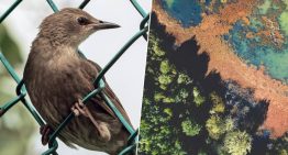 La Península Ibérica está siendo invadida: más de 1.200 especies exóticas han llegado para quedarse La Península Ibérica está siendo invadida: más de 1.200 especies exóticas han llegado para quedarse