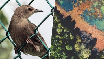La Península Ibérica está siendo invadida: más de 1.200 especies exóticas han llegado para quedarse