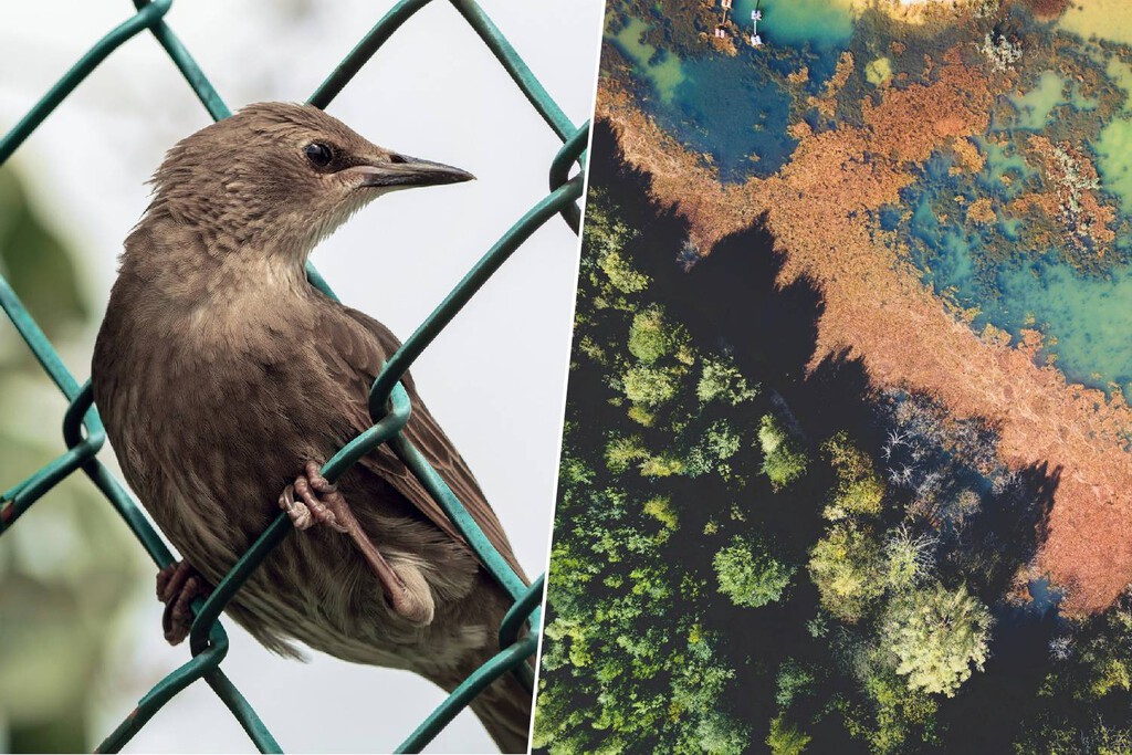 La Península Ibérica está siendo invadida: más de 1.200 especies exóticas han llegado para quedarse