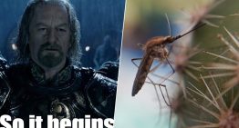 Por primera vez en la historia hay mosquitos en Islandia. Y se suponía que hasta ahí no podían llega Por primera vez en la historia hay mosquitos en Islandia. Y se suponía que hasta ahí no podían llega