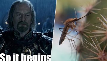 Por primera vez en la historia hay mosquitos en Islandia. Y se suponía que hasta ahí no podían llega