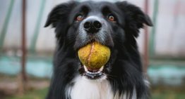 Cuando a tu perro le dices «pelota» él hace algo más: crear categorías mentales como un niño pequeño