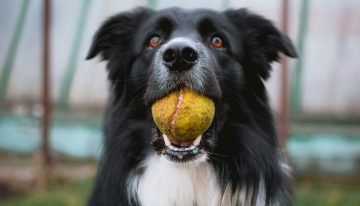 Cuando a tu perro le dices «pelota» él hace algo más: crear categorías mentales como un niño pequeño