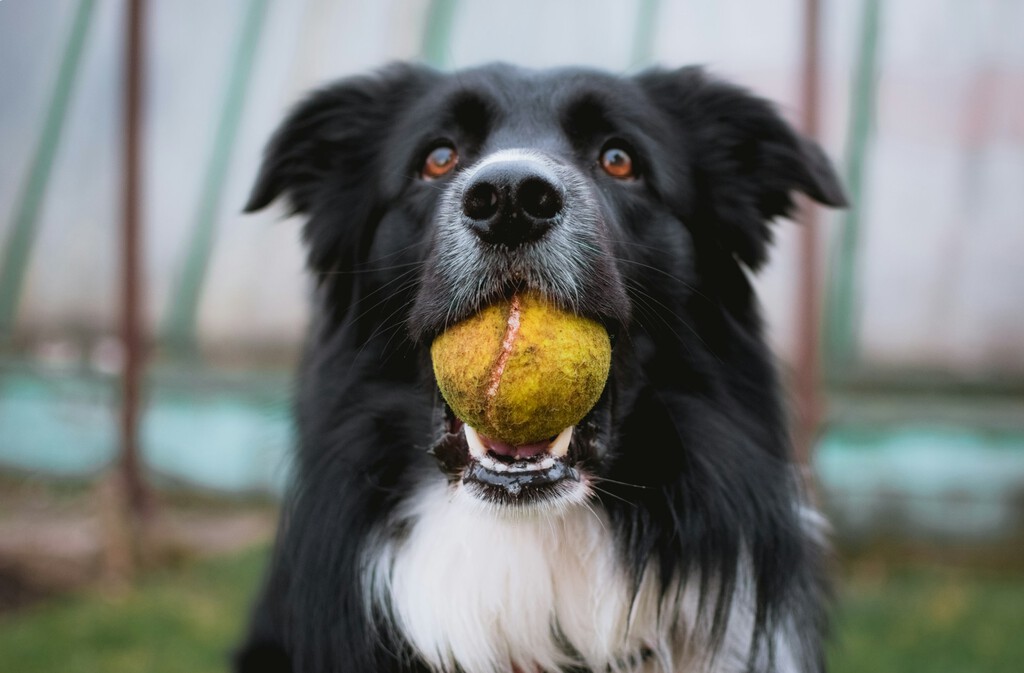 Cuando a tu perro le dices "pelota" él hace algo más: crear categorías mentales como un niño pequeño