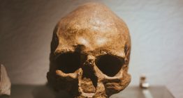El cráneo que lo cambia todo: un fósil de un millón de años sugiere que el 'Homo sapiens' no proviene de África