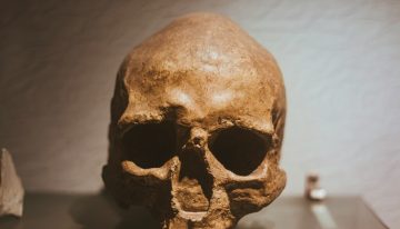 El cráneo que lo cambia todo: un fósil de un millón de años sugiere que el 'Homo sapiens' no proviene de África