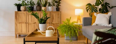 El viernes llega a Lidl la planta que promete limpiar el ambiente del hogar y costará menos de 7 euros
