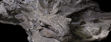 Hace 110 millones de años, un enorme dinosaurio blindado de 1.300 kilos tomó su última comida: la acabamos de encontrar en su estómago