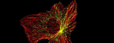 Siempre habíamos "matado" las células cancerosas para curar el cáncer. Ahora tenemos otra idea: curarlas