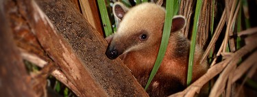 La naturaleza ha creado el mismo animal 12 veces durante los últimos 66 millones de años. Nadie tiene idea de por qué