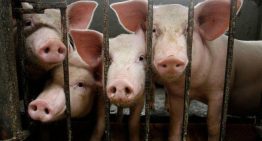 China logra el primer trasplante de hígado de cerdo genéticamente modificado a un ser humano vivo