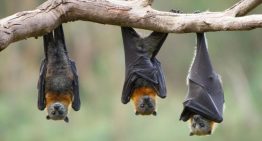 El murciélago más grande de Europa cazando aves en pleno vuelo: así lo han documentado en Doñana
