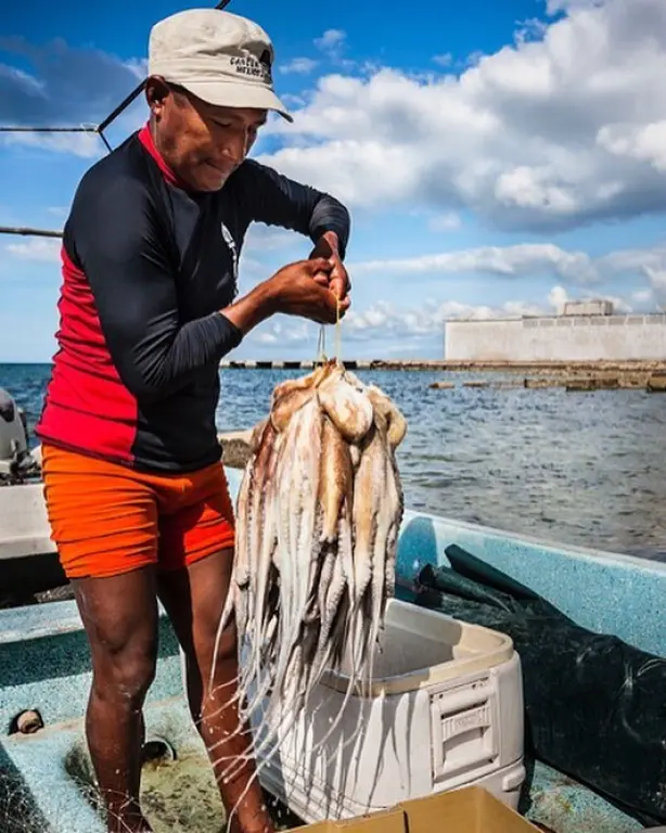 Pulpo, mero y langosta: la pesca en Yucatán crece 72% con futuro sustentable